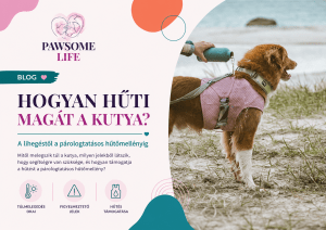 Hogyan hűti magát a kutya – párologtatásos hűtőmellény használata